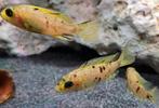 Aulonocara Yellow Berry malawi cichliden, Dieren en Toebehoren, Vis, Zoetwatervis