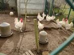 Broedeieren poule de bresse, Geslacht onbekend, Kip