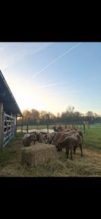 Barbados blackbelly schaap, Animaux & Accessoires, Moutons, Chèvres & Cochons, Mouton, 0 à 2 ans