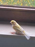 Gele mannelijke kanarie, Dieren en Toebehoren, Vogels | Kanaries, Mannelijk, Zangkanarie