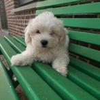 Maltezer, 15 semaines à 1 an, Chienne, Belgique, Bichon maltais
