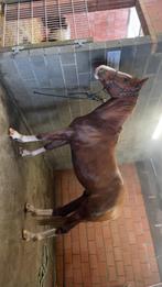 Leuke 6 jarige ruin, Dieren en Toebehoren, Springpaard, Ruin, 3 tot 6 jaar, 160 tot 165 cm