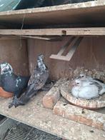 Tuimelaars, Dieren en Toebehoren