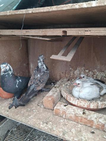 Tuimelaars  beschikbaar voor biedingen