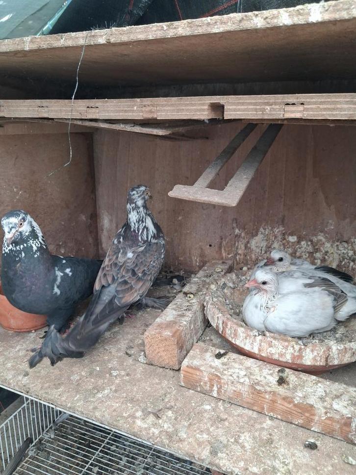 Tuimelaars, Dieren en Toebehoren, Vogels | Duiven