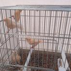Jonge kanaries, Dieren en Toebehoren, Vogels | Overige Vogels