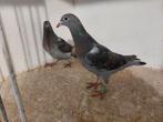 Koppel jonge duiven 2025, Meerdere dieren, Postduif