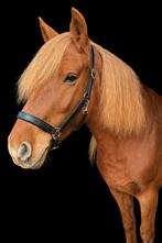Bloedmooie 4 jarige d pony merrie, Dieren en Toebehoren, Pony's, Merrie, Zadelmak, 3 tot 6 jaar, Gechipt