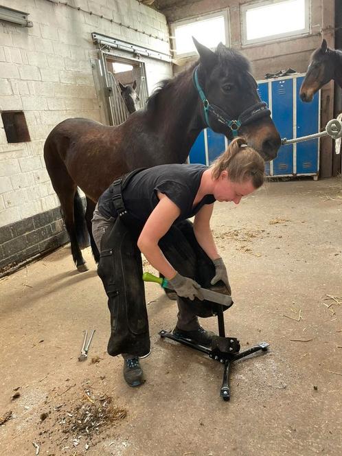 Bekapper regio Oost-Vlaanderen/Gent, Diensten en Vakmensen, Dieren | Paarden | Verzorging, Oppas en Dressuur