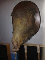 tête de sanglier, Collections, Collections Animaux, Enlèvement, Comme neuf, Animal sauvage, Animal empaillé