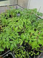 surplus de mes plants de tomates, Jardin & Terrasse, Plantes | Jardin, Enlèvement ou Envoi