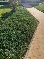 Cotoneaster- bodembedekker - gratis, Ophalen, Vaste plant, Bodembedekkers