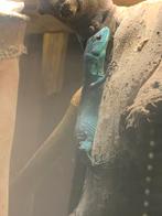 Te reserveren! Gastropholis prasina 0.0.2, Dieren en Toebehoren, Hagedis, 0 tot 2 jaar
