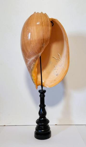 Meloen Schelp/Meloen Schell op standaard. beschikbaar voor biedingen