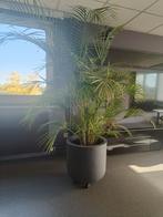 Kentiapalm/Musa Tropicana, Ophalen, Palm