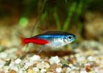 7 neon tetra vissen