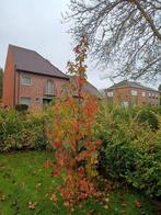 Liquidambar styraciflua Amberboom - 2 stuks, Tuin en Terras, Planten | Bomen, Ophalen of Verzenden