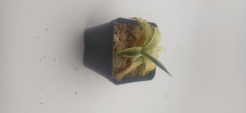 Agave Potatorum Kichiokan, Huis en Inrichting, Kamerplanten, Vetplant, Minder dan 100 cm, Groene kamerplant, Volle zon, Ophalen of Verzenden