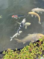 Koi, Karper of Koi