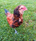 Coq Ameraucana, Dieren en Toebehoren, Pluimvee