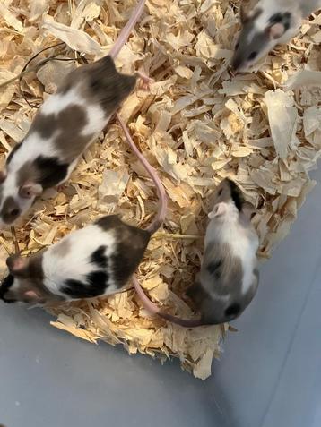 Tamme driekleur muizen te koop beschikbaar voor biedingen