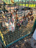 7 legkippen mix te koop, Kip