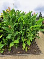 Canna tuerckheimii  5€ (3 stuks voor 10€), Tuin en Terras, Ophalen, Vaste plant