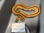 Koningspythons, Dieren en Toebehoren, Slang, Tam