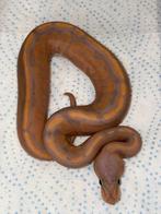 Python regius, Dieren en Toebehoren, Ophalen