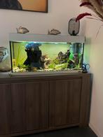 Aquarium Ferplast, Dieren en Toebehoren, Ophalen, Zo goed als nieuw, Gevuld zoetwateraquarium