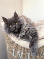 Maine Coon met stamboom * Blue Smoke * Kater, Dieren en Toebehoren, Kater, Gechipt, 0 tot 2 jaar