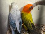 Agapornis fischeri, personatas en roseicolli, Dieren en Toebehoren, Vogels | Parkieten en Papegaaien, Meerdere dieren, Dwergpapegaai of Agapornis
