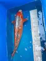 60 cm asagi koi, Dieren en Toebehoren, Vissen | Vijvervissen, Karper of Koi