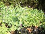 Geranium Oxonianum, sanguineum, macrorhizum, sylvaticum enz, Vaste plant, Halfschaduw, Zomer, Ophalen