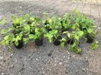 Opruiming planten, Ophalen, Zomer