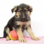 Duitse Herder - Prachtige Belgische pups te koop, België, Handelaar, CDV (hondenziekte), 8 tot 15 weken