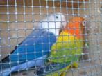 agaporniden, Meerdere dieren, Dwergpapegaai of Agapornis, Geringd