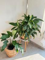 Set Spathiphyllum, Huis en Inrichting, Ophalen