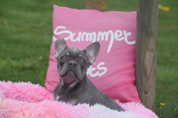 Chiots bouledogue français, Parvovirose, Bouledogue, Plusieurs, Belgique