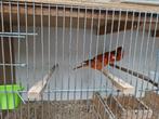 Couple canaris rouge, Dieren en Toebehoren, Vogels | Overige Vogels