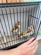 Koppel bruine putters 2025, Dieren en Toebehoren, Vogels | Overige Vogels