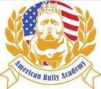 Thuis gezocht voor American Bullies, België, Overige rassen, CDV (hondenziekte), 8 tot 15 weken