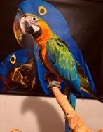 Catalina ara man 2025 handtam, Mannelijk, Papegaai, Geringd
