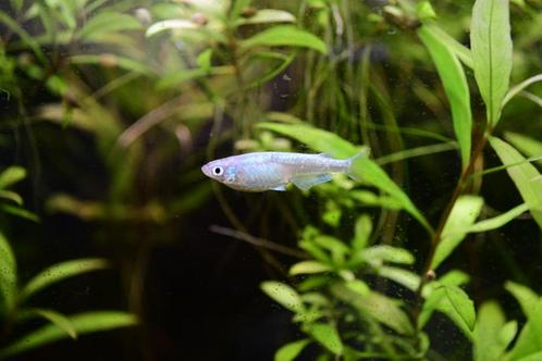 medaka vissen, Dieren en Toebehoren, Vissen | Aquariumvissen, Zoetwatervis, Vis, Schoolvis
