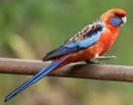 GEZOCHT Adelaide rosella, Dieren en Toebehoren, Vogels | Overige Vogels