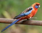 GEZOCHT Adelaide rosella