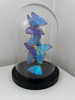 Glazen stolp, Ophalen of Verzenden, Zo goed als nieuw