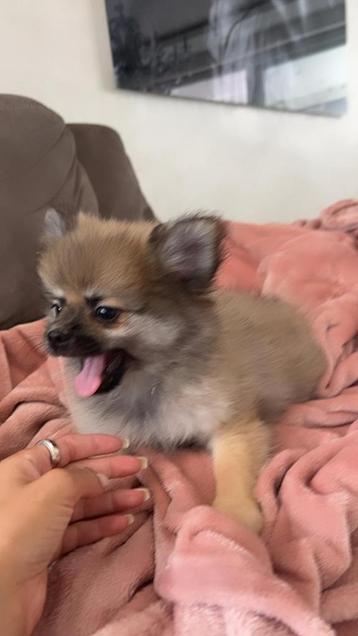 Chiots Keeshond Dwarf