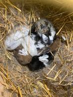 7 hangoor dwergkonijntjes, Dieren en Toebehoren, Konijnen, Meerdere dieren, Dwerg, Hangoor, 0 tot 2 jaar