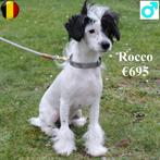 Chinese Crested "Rocco" mâle à vendre, Animaux & Accessoires, Chiens | Chihuahuas & Chiens de compagnie, 15 semaines à 1 an, Commerçant